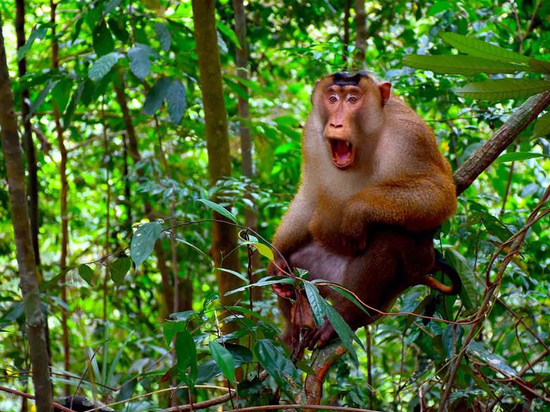 Gunung Leuser National Park - Sumatran Orangutans - Sumatra ...