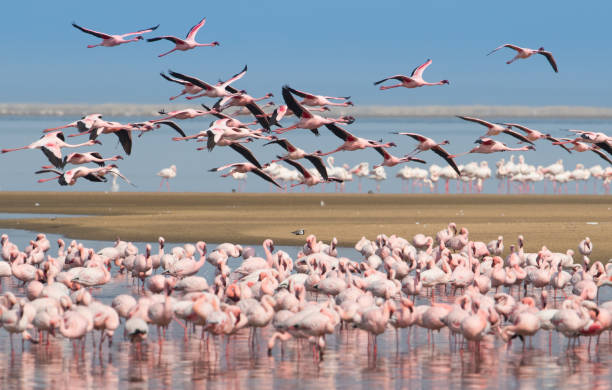 Group of flamingos on Walvis Bay Group of flamingos on Walvis Bay Lagoon, Namibia walvis bay namibia stock pictures, royalty-free photos & images