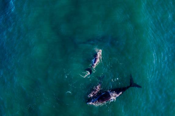 Cape Town & the Garden Route