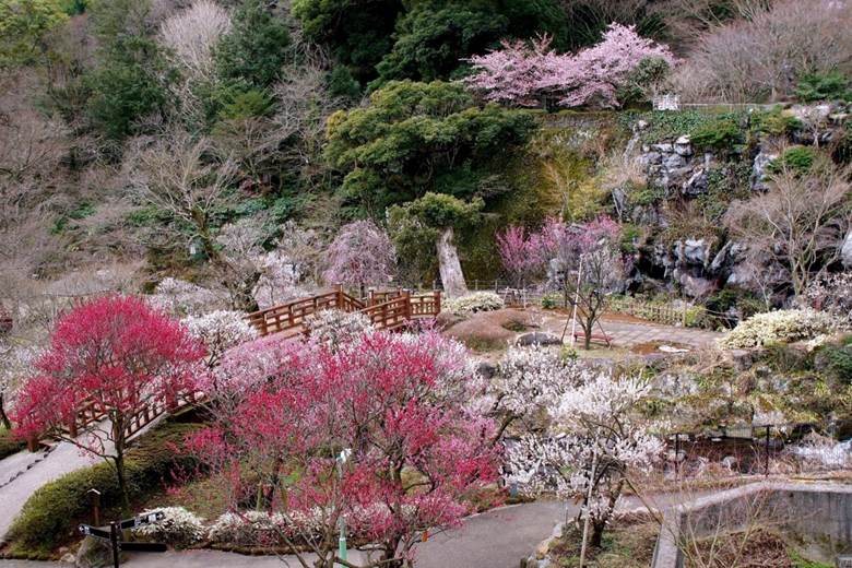 https://blog.japanwondertravel.com/wp-content/uploads/2021/11/Atami-PLum-Garden-1200x800.jpg