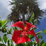 Hibiscus and palm tree on Grand Cayman Island