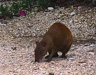 Central American agouti at Queen Elizabeth II Botanic Park