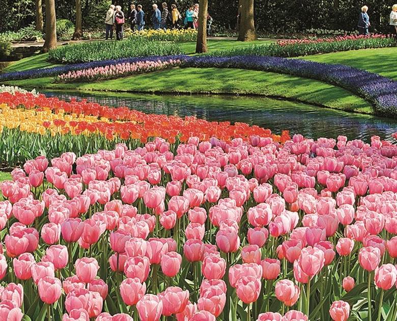 https://www.amawaterways.com/Assets/Desktop/Cruises/TulipTime_ss_73779124_Keukenhof_Holland_dailyprogram.jpg